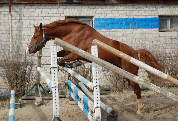 http://www.equestrian.ru/photos/user_photo/2009/c4d766d2.jpg