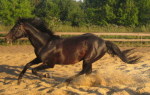 http://www.equestrian.ru/photos/user_photos/a_186676_sm.jpg