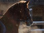 http://www.equestrian.ru/photos/user_photos/a_1d0f3e_sm.jpg