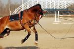 http://www.equestrian.ru/photos/user_photos/a_2f0968_sm.jpg