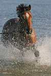 http://www.equestrian.ru/photos/user_photos/a_31eb7b_sm.jpg