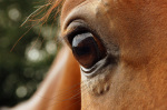 http://www.equestrian.ru/photos/user_photos/a_3aed09_sm.jpg