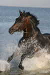 http://www.equestrian.ru/photos/user_photos/a_46c47f_sm.jpg