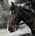 http://www.equestrian.ru/photos/user_photos/a_6ec2ba_sm.jpg