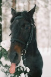 http://www.equestrian.ru/photos/user_photos/a_b1567e_sm.jpg