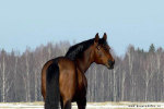 http://www.equestrian.ru/photos/user_photos/a_b2d60d_sm.jpg