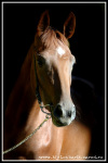 http://www.equestrian.ru/photos/user_photos/a_c13d4c_sm.jpg