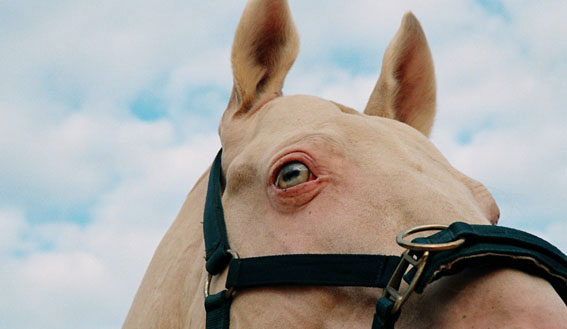 Как видят лошади? Чем глаз отличается от человеческого?