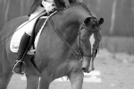 http://www.equestrian.ru/photos/user_photos/a_ca0945_sm.jpg