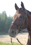 http://www.equestrian.ru/photos/user_photos/a_cbdb40_sm.jpg