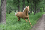 http://www.equestrian.ru/photos/user_photos/a_ce2f40_sm.jpg