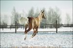 http://www.equestrian.ru/photos/user_photos/a_d556b6_sm.jpg