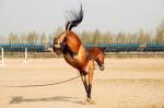 http://www.equestrian.ru/photos/user_photos/a_ea3c4c_sm.jpg