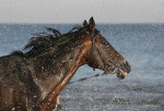 http://www.equestrian.ru/photos/user_photos/a_ebe39b_sm.jpg