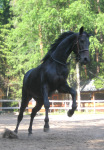 http://www.equestrian.ru/photos/user_photos/a_f3ffd4_sm.jpg