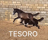 TESORO