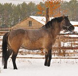 Вятская кобыла 