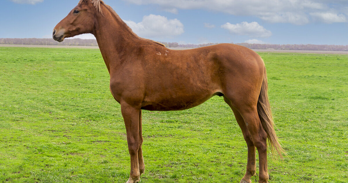 Horse 21. Московский конный завод 1. Буденновский конный завод. Азинский конный завод.