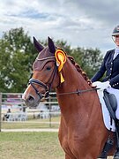 DRESSAGE 4 YEARS OLD