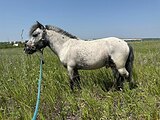 Аппалуза пони