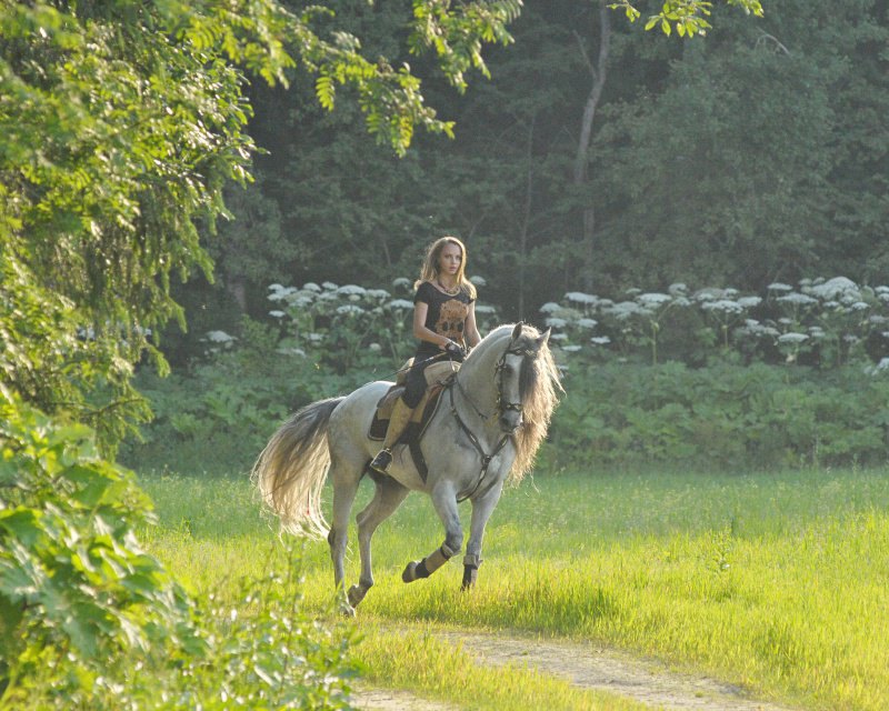 Fairytale horse. Horse riding Tales. Сказка про наездника и лошадь. Мустанг фее. Сказка Мустанг слушать.