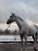 Основные старты до 100 см! 