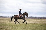 Мерин в любительский спорт