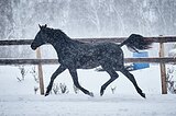 Тракененская коб. 2023 гр