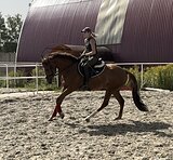 Супер адекватный мерин 