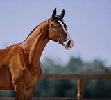 КОНСОРТ (CONTENDER, RAMIRO Z)