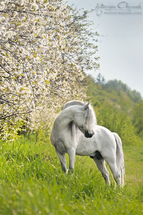 Spring horse. Лошади на природе. Красивые лошади на природе. Белая лошадь фото.