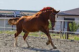 Кросс-шайр