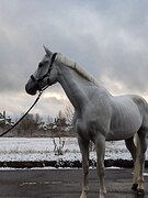 Вестфальский мерин