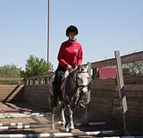 Уэльская пони с жеребенком