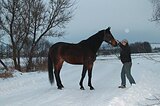 Ганноверская кобыла в матк