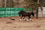 Душевный мерин хобби класс