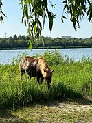 пони-класс в/х117см 2017г.р 