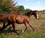 Яркая, отметистая кобыла в/