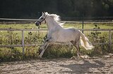 Андалузский жеребец 