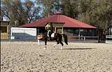 Dressage gelding