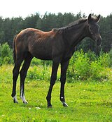 Спорт. полукр 