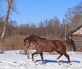 тракено-латвиец в/х170см