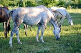 Арабская кобыла