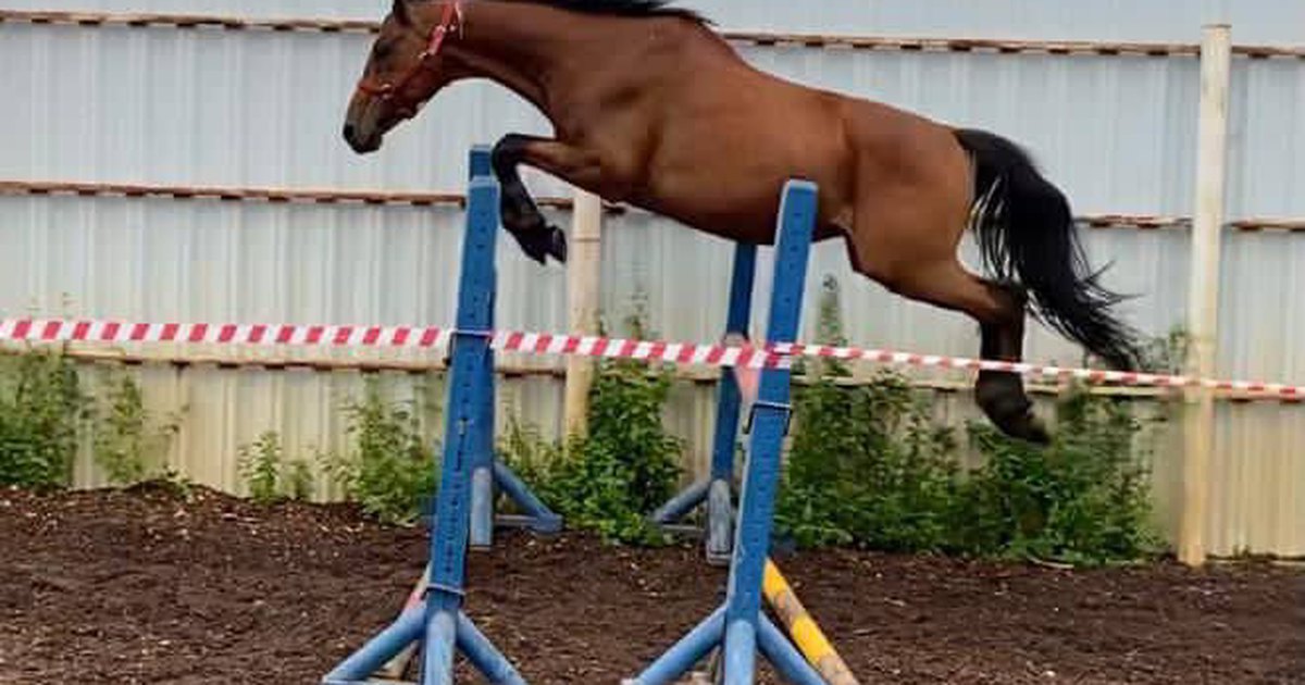 Фото с соревнований по конному спорту