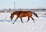 красавица ахалтекинка 