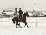 Тренировки по верховой езде и конному спорту