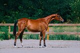 Конферра (Contender, Ramiro Z)