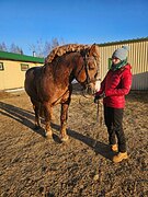 Советский тяж мерин 