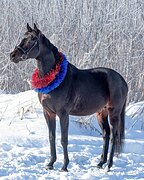 Английский чк, красный пасп