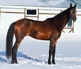 Тракененский жеребец